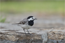 <p>KONIPAS BÍLÝ (Motacilla alba) /White wagtail - Bachstelze/</p>